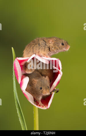 Tre topi raccolto (Micromys minutus), un piccolo mammifero o specie di roditori. Simpatici animali su una rosa e bianco tulip flower. Foto Stock