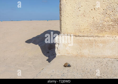 Spiaggia di Valencia scarabeo dung beetle rolling ball sulla spiaggia di Malvarrosa Spagna Foto Stock