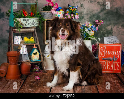 Cowboy, un 10-anno-vecchio rosso tri pastore australiano, comporta per il suo ritratto di Pasqua, 1 aprile 2018, in Coden, Alabama. Foto Stock