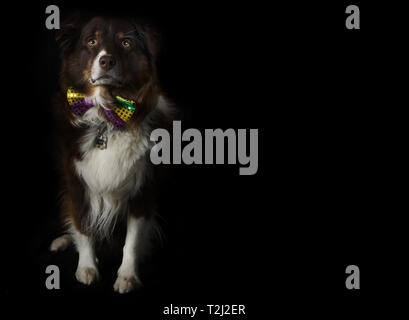 Cowboy, a nove-anno-vecchio rosso tri pastore australiano cane, sport un Mardi Gras bow tie su nero, febbraio 10, 2017, in Coden, Alabama. Foto Stock