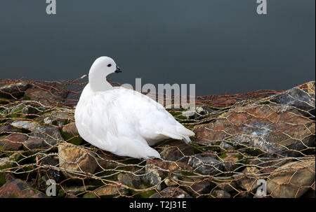 Maschio adulto kelp goose (Chloephaga hybrida) in Ushuaia, Argentina. Foto Stock