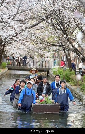 I visitatori sono trainati in una barca verso il basso un piccolo canale in Kiyamachi-dori Street per visualizzare la fioritura dei ciliegi a Kyoto, Giappone Foto Stock