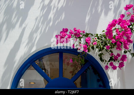 Bougainvillea rosa si arrampica lungo l'architettura bianca e blu di Santorini, Grecia. Foto Stock