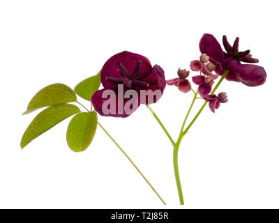 Maschio di piccole e grandi fiori femminili del cioccolato della vigna, Akebia quinata, isolato su sfondo bianco Foto Stock