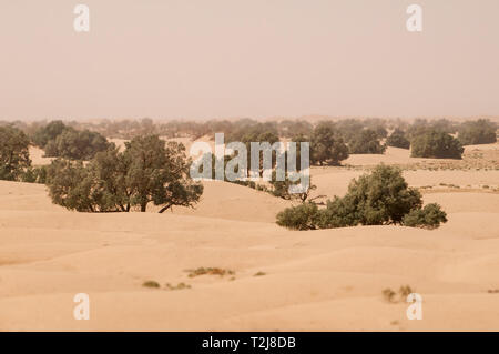 Sabbia marocchino il paesaggio del deserto con alberi Foto Stock