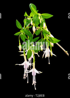 Pendente di colore rosa pallido e bianco dei fiori di hardy arbusto, Fuchsia magellanica var molinae, contro uno sfondo nero Foto Stock