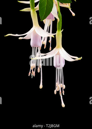 Pendente di colore rosa pallido e bianco dei fiori di hardy arbusto, Fuchsia magellanica var molinae, contro uno sfondo nero Foto Stock