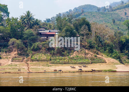 Piccolo locale riverside village con il bestiame al pascolo sulle rive del fiume Mekong, nord del Laos, sud-est asiatico Foto Stock