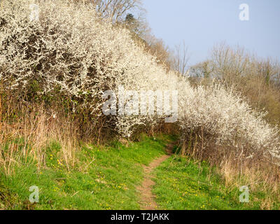 Fiore bianco del pruno selvatico, Prunus spinosa, copre l'arbusto a metà aprile per fornire la brina come decorazione di "Prugnolo Inverno' Foto Stock