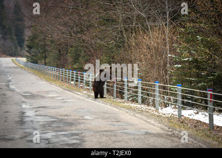 Funny pic di orso bruno salendo sulla barriera di sicurezza Foto Stock