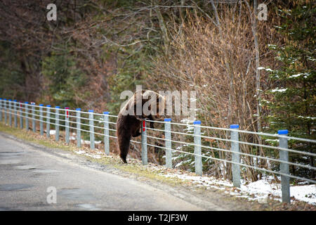 Funny pic di orso bruno salendo sulla barriera di sicurezza Foto Stock