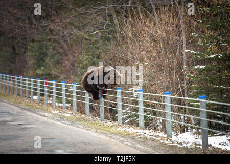 Funny pic di orso bruno salendo sulla barriera di sicurezza Foto Stock