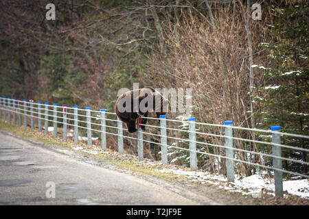 Funny pic di orso bruno salendo sulla barriera di sicurezza Foto Stock