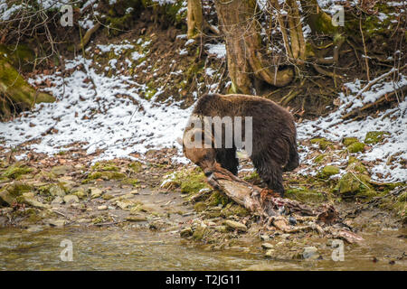 Orso bruno alimentare sulla carcassa di cervo sulla sponda del fiume in primavera, monti Bieszczady nella regione dei Carpazi, Polonia, Europa orientale. Foto Stock