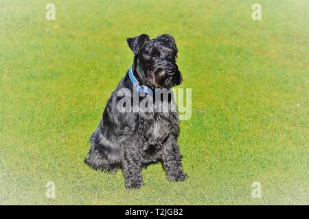 Bella miniatura nero Schnauzer seduti al sole. Immagine filtrata, atmosferici Foto Stock