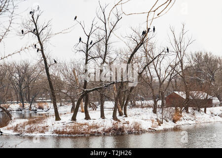 Double-crested cormorano Phalacrocorax, persico in alberi accanto a un lago in Sedgwick County park, Wichita, Kansas, Stati Uniti d'America. Foto Stock