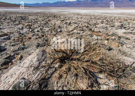 Un essiccato fino bush segna il primo piano di questo paesaggio delle valli di morte bad area d'acqua. Foto Stock