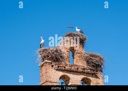 Due cicogne in nidi sulla vecchia chiesa torre campanaria Foto Stock