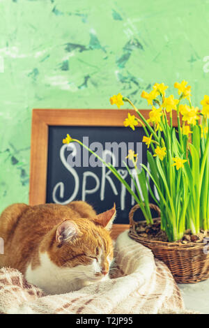 Iscrizione calligrafico scritte a mano lettere molla sulla lavagna nera permanente verde su una superficie in calcestruzzo con fiore giallo narciso in vimini Foto Stock