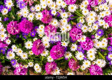 Fiori diversi. Decorate con motivi floreali sfondo a parete Foto Stock