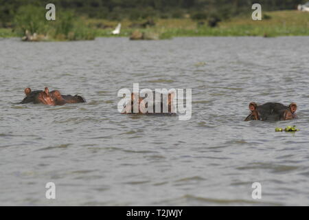 Ippopotamo Hippopotamus amphibius parzialmente sommerso in acqua, il lago Naivasha, Kenya Foto Stock