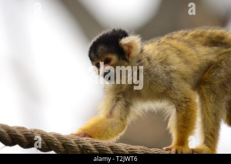 Ritratto di una Scimmia di scoiattolo arrampicata su una corda in un zoo Foto Stock