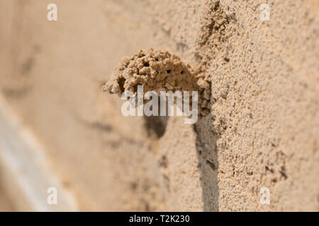 Brutroehre von Gemeiner Schornsteinwespe, Odynerus spinipes, mason spinoso wasp Foto Stock