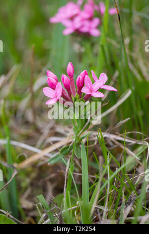 Echtes Tausendgüldenkraut, Centaurium erythraea, centaury comune Foto Stock