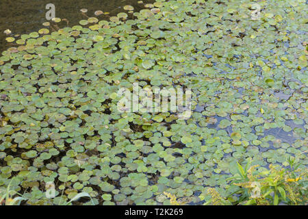 Europaeischer Froschbiss, Hydrocharis morsus-ranae, frogbit Foto Stock