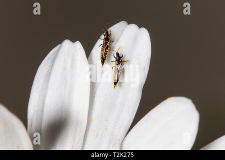 Fransenfluegler, Thysanoptera, Thrips Foto Stock