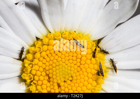 Fransenfluegler, Thysanoptera, Thrips Foto Stock
