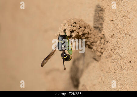 Gemeine Schornsteinwespe, Odynerus spinipes, mason spinoso wasp Foto Stock