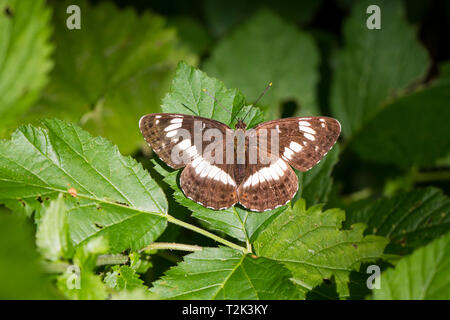 Kleiner Eisvogel, Limenitis camilla, Eurasian ammiraglio bianco Foto Stock