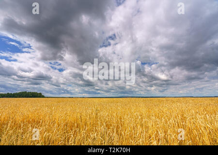 Campo di grano in campagna europea a nuvoloso giorno di estate Foto Stock