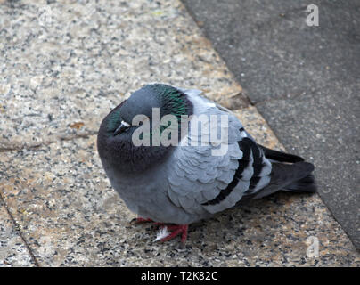 Piccione (Columba livia) nel centro di Atene, Grecia. Folte, dovuti al freddo. Foto Stock