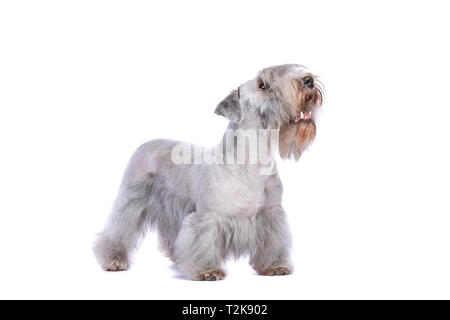 Cesky Terrier o bohemien Terrier davanti a uno sfondo bianco Foto Stock