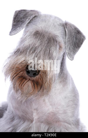 Cesky Terrier o bohemien Terrier davanti a uno sfondo bianco Foto Stock