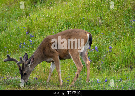 Un cervo proveniente nel feed di velluto lungo il lato della strada Fairfax-Bolinas, una bella backroad in Marin County Foto Stock