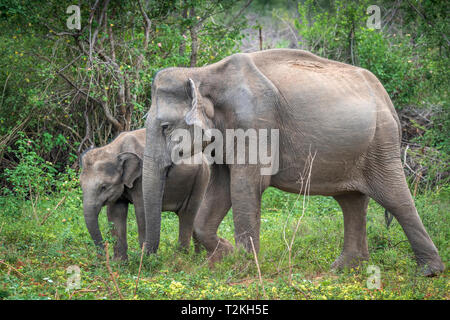 Deep Inside Udawalawe parco nazionale nella provincia meridionale dello Sri Lanka, un giocoso Baby Elephant apprende da un altro membro della mandria. Foto Stock