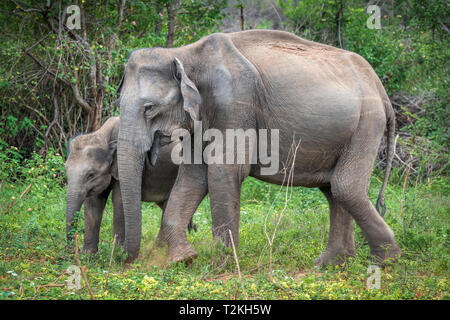 Deep Inside Udawalawe parco nazionale nella provincia meridionale dello Sri Lanka, un giocoso Baby Elephant apprende da un altro membro della mandria. Foto Stock