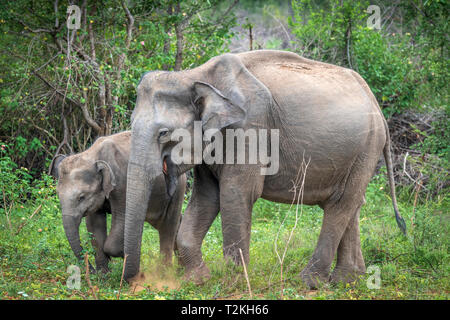 Deep Inside Udawalawe parco nazionale nella provincia meridionale dello Sri Lanka, un giocoso Baby Elephant apprende da un altro membro della mandria. Foto Stock