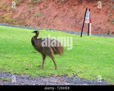 I capretti casuario meridionale (Casuarius casuarius) Ignorando la proprietà privata tenere fuori segno, Etty Bay, vicino a Innisfail, Queensland, Australia Foto Stock