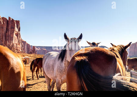 Cavalli in penna in Monument Valley Navajo Tribal Park, Camel Butte Rock in background Foto Stock