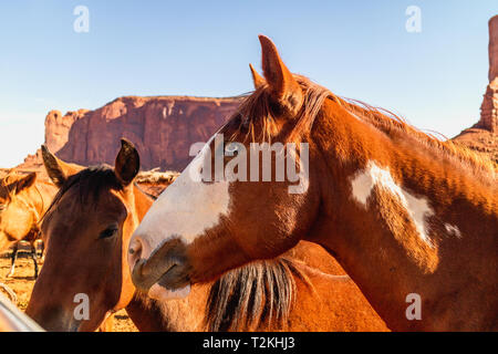 I cavalli in penna nel parco tribale Navajo Monument Valley. Camel Butte e Elephant Butte Rock in background Foto Stock