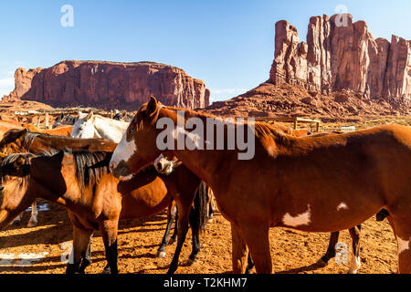 Cavalli in penna in Monument Valley Navajo Tribal Park Foto Stock