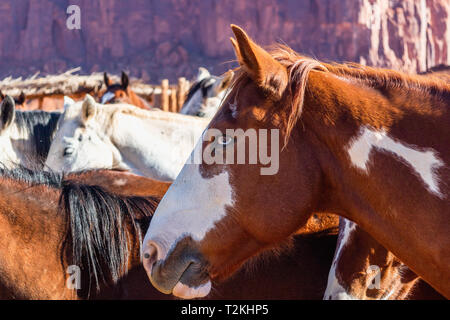 Cavalli in penna in Monument Valley Navajo Tribal Park Foto Stock