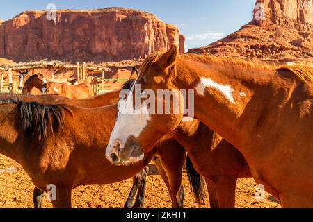 Cavalli in penna in Monument Valley Navajo Tribal Park Foto Stock