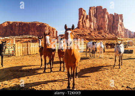 Cavalli in penna in Monument Valley Navajo Tribal Park Foto Stock