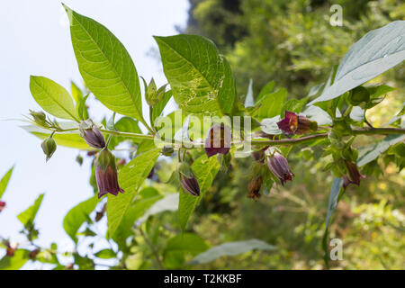 Schwarze Tollkirsche, atropa belladonna, nero belladonna Foto Stock