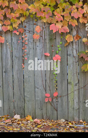 Staccionata in legno, foglie di autunno. Sfondo di caduta Foto Stock